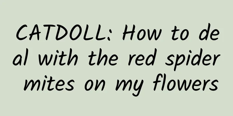 CATDOLL: How to deal with the red spider mites on my flowers