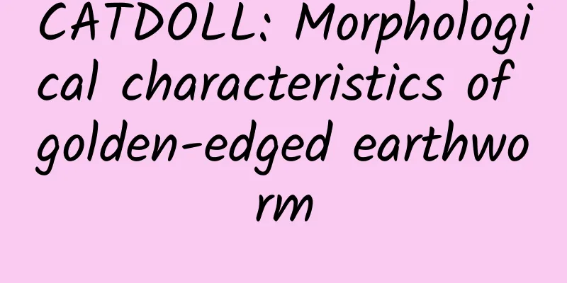 CATDOLL: Morphological characteristics of golden-edged earthworm