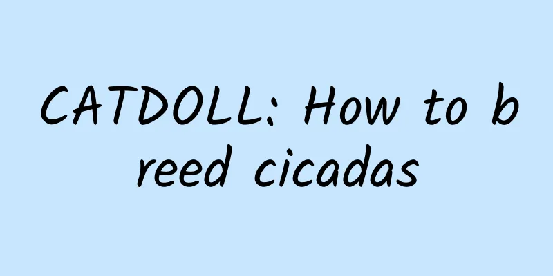 CATDOLL: How to breed cicadas