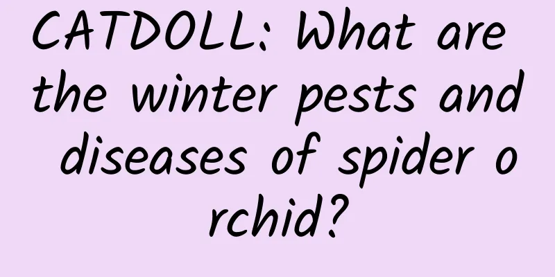 CATDOLL: What are the winter pests and diseases of spider orchid?