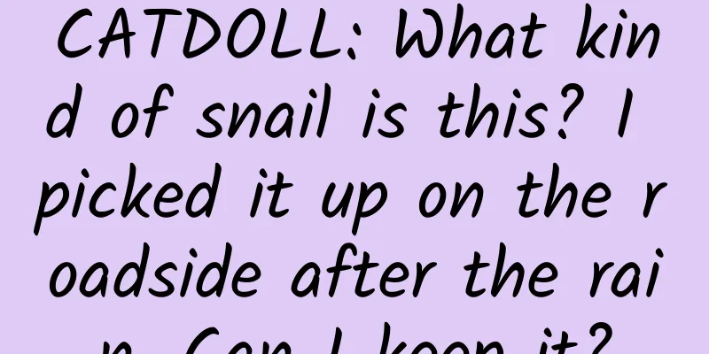 CATDOLL: What kind of snail is this? I picked it up on the roadside after the rain. Can I keep it?