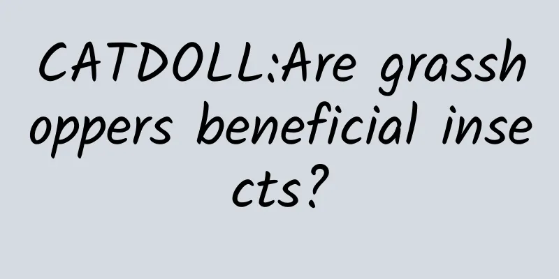 CATDOLL:Are grasshoppers beneficial insects?