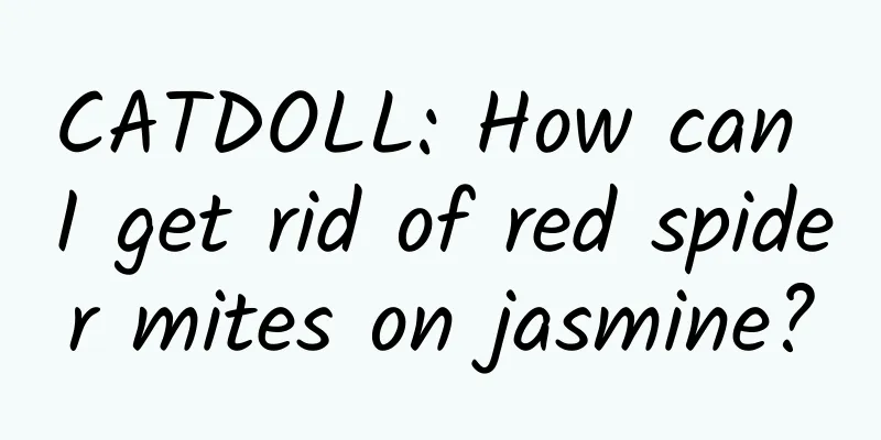 CATDOLL: How can I get rid of red spider mites on jasmine?