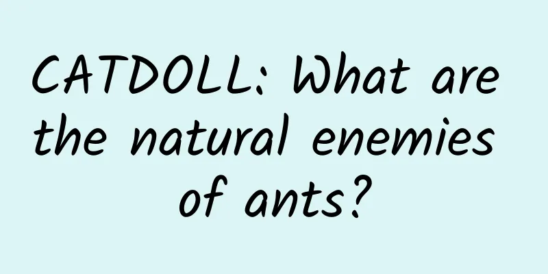 CATDOLL: What are the natural enemies of ants?