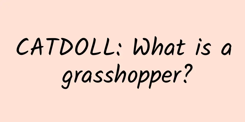 CATDOLL: What is a grasshopper?