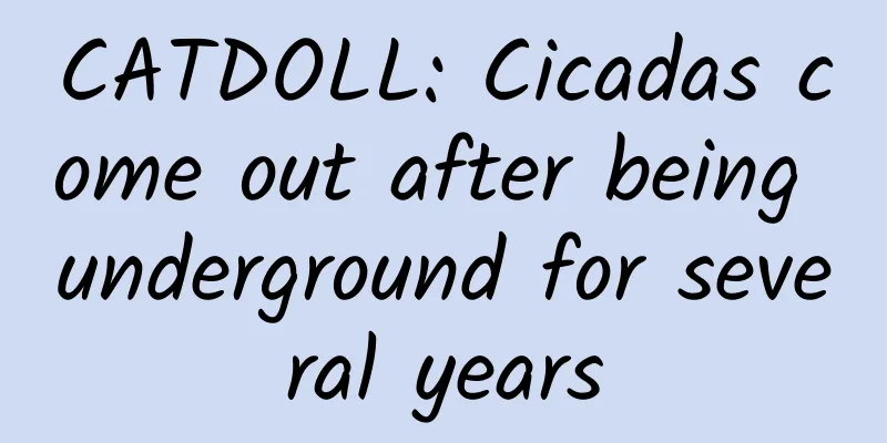 CATDOLL: Cicadas come out after being underground for several years