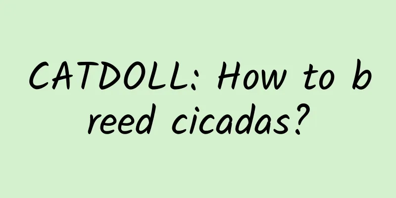 CATDOLL: How to breed cicadas?