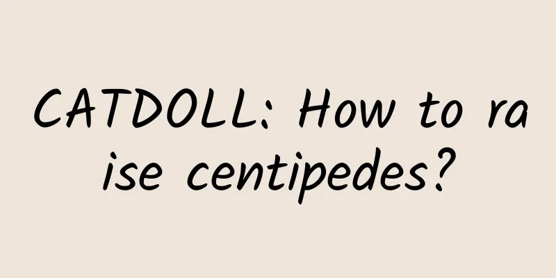 CATDOLL: How to raise centipedes?
