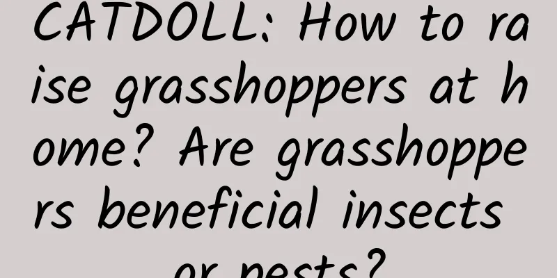 CATDOLL: How to raise grasshoppers at home? Are grasshoppers beneficial insects or pests?
