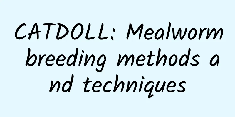 CATDOLL: Mealworm breeding methods and techniques