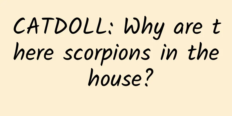 CATDOLL: Why are there scorpions in the house?