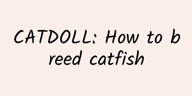 CATDOLL: How to breed catfish