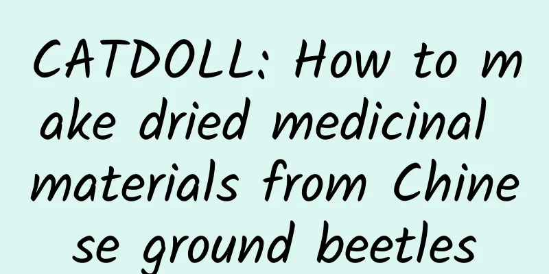 CATDOLL: How to make dried medicinal materials from Chinese ground beetles