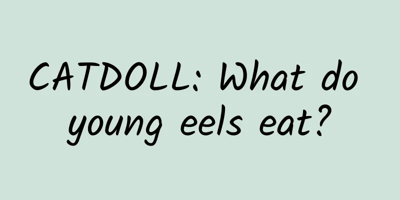 CATDOLL: What do young eels eat?