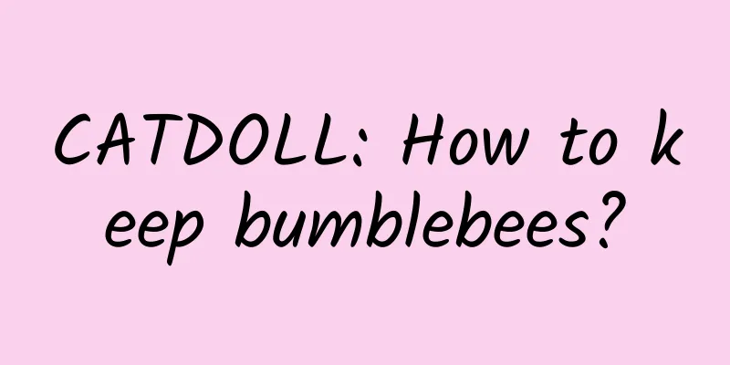 CATDOLL: How to keep bumblebees?