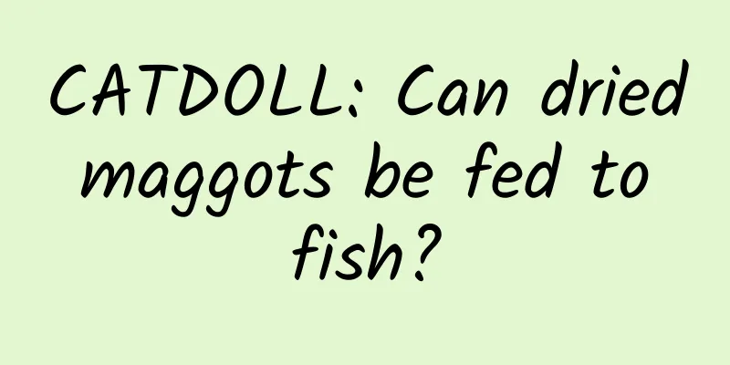 CATDOLL: Can dried maggots be fed to fish?