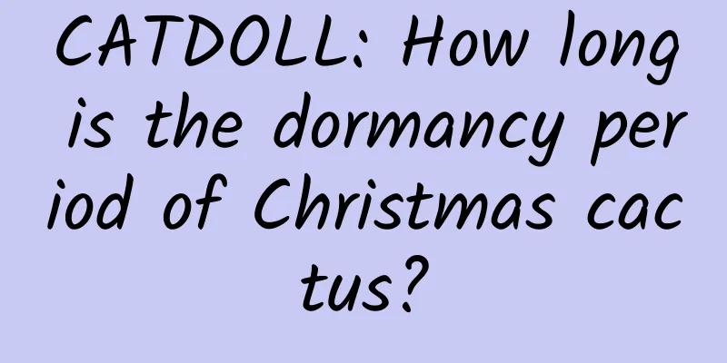 CATDOLL: How long is the dormancy period of Christmas cactus?