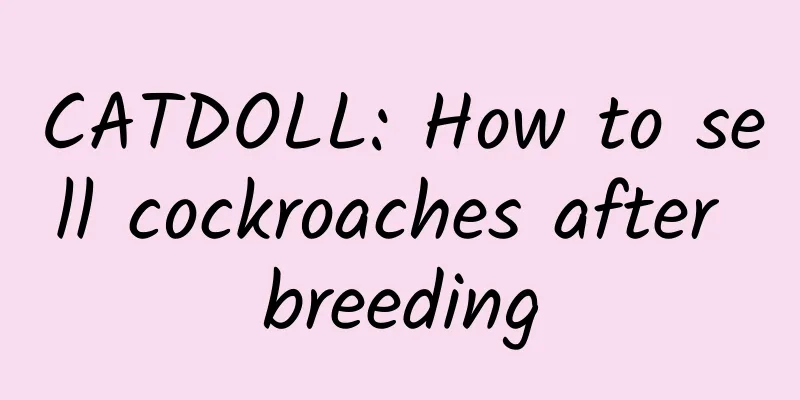 CATDOLL: How to sell cockroaches after breeding
