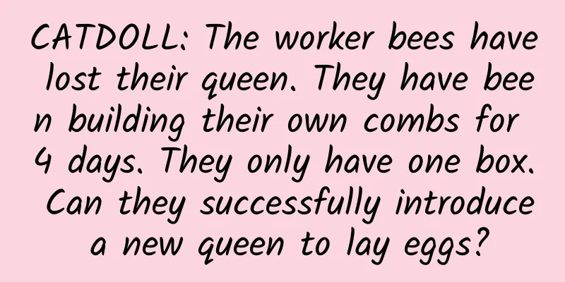 CATDOLL: The worker bees have lost their queen. They have been building their own combs for 4 days. They only have one box. Can they successfully introduce a new queen to lay eggs?