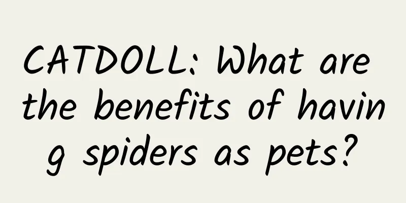 CATDOLL: What are the benefits of having spiders as pets?