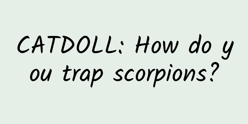 CATDOLL: How do you trap scorpions?