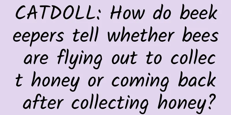 CATDOLL: How do beekeepers tell whether bees are flying out to collect honey or coming back after collecting honey?