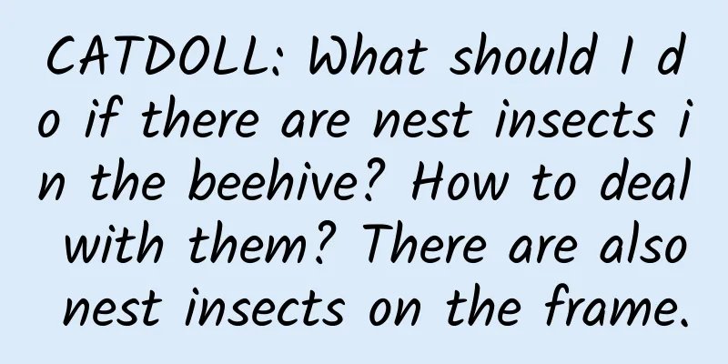 CATDOLL: What should I do if there are nest insects in the beehive? How to deal with them? There are also nest insects on the frame.