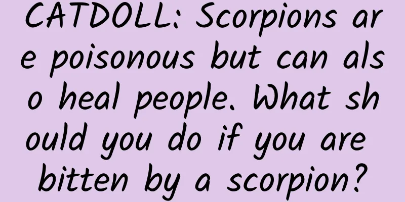 CATDOLL: Scorpions are poisonous but can also heal people. What should you do if you are bitten by a scorpion?