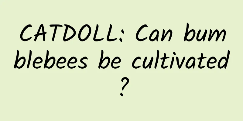 CATDOLL: Can bumblebees be cultivated?