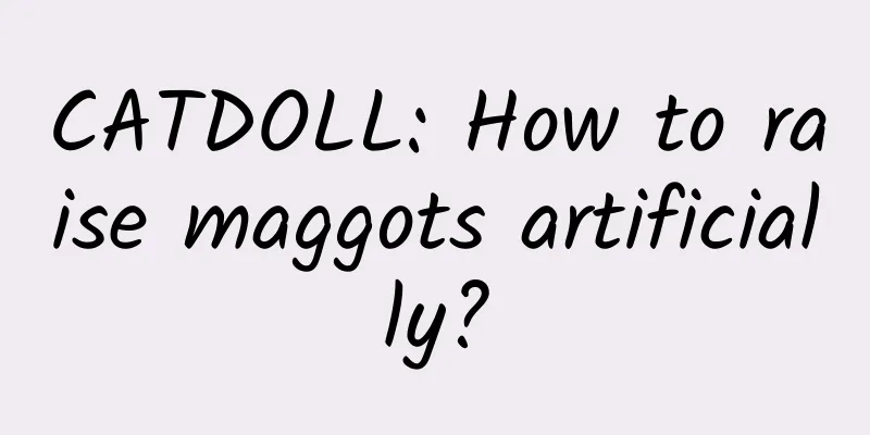 CATDOLL: How to raise maggots artificially?