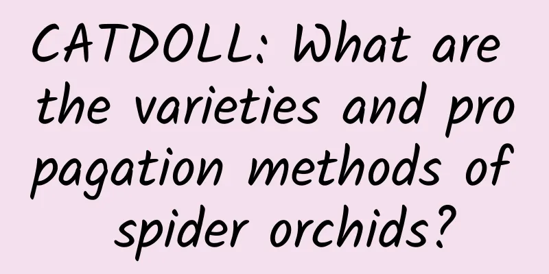 CATDOLL: What are the varieties and propagation methods of spider orchids?