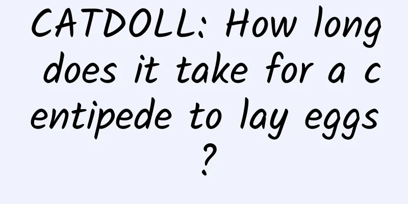 CATDOLL: How long does it take for a centipede to lay eggs?