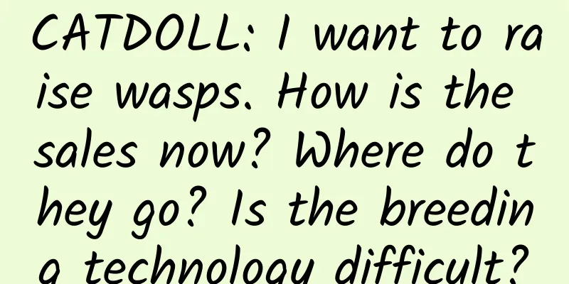 CATDOLL: I want to raise wasps. How is the sales now? Where do they go? Is the breeding technology difficult?