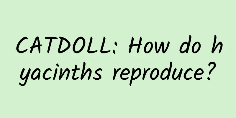 CATDOLL: How do hyacinths reproduce?