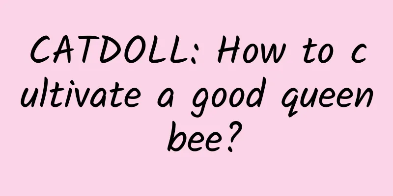 CATDOLL: How to cultivate a good queen bee?