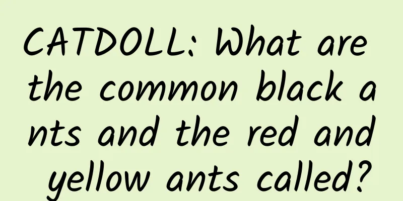 CATDOLL: What are the common black ants and the red and yellow ants called?