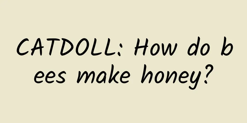CATDOLL: How do bees make honey?