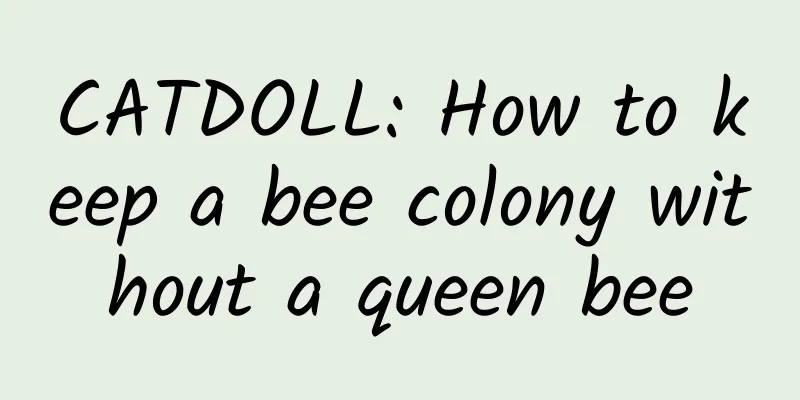 CATDOLL: How to keep a bee colony without a queen bee