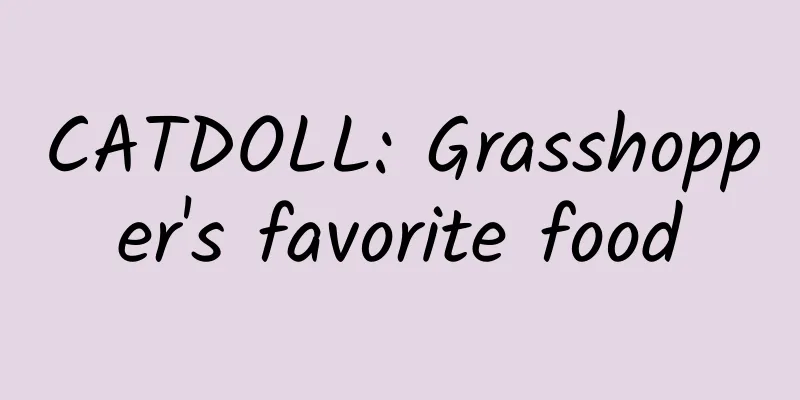 CATDOLL: Grasshopper's favorite food