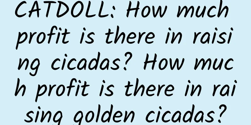 CATDOLL: How much profit is there in raising cicadas? How much profit is there in raising golden cicadas?