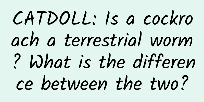 CATDOLL: Is a cockroach a terrestrial worm? What is the difference between the two?