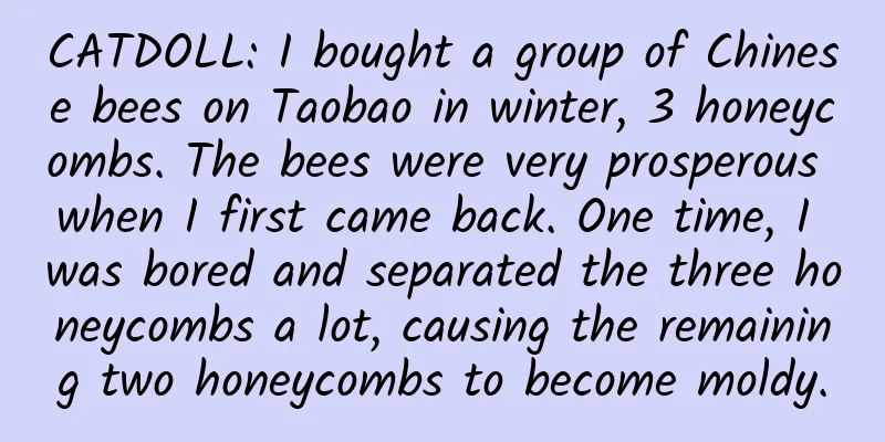 CATDOLL: I bought a group of Chinese bees on Taobao in winter, 3 honeycombs. The bees were very prosperous when I first came back. One time, I was bored and separated the three honeycombs a lot, causing the remaining two honeycombs to become moldy.