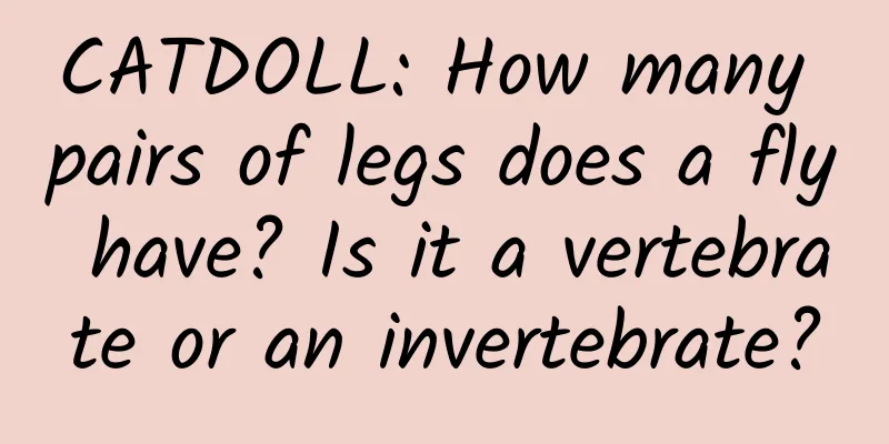 CATDOLL: How many pairs of legs does a fly have? Is it a vertebrate or an invertebrate?