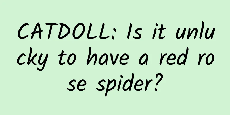 CATDOLL: Is it unlucky to have a red rose spider?