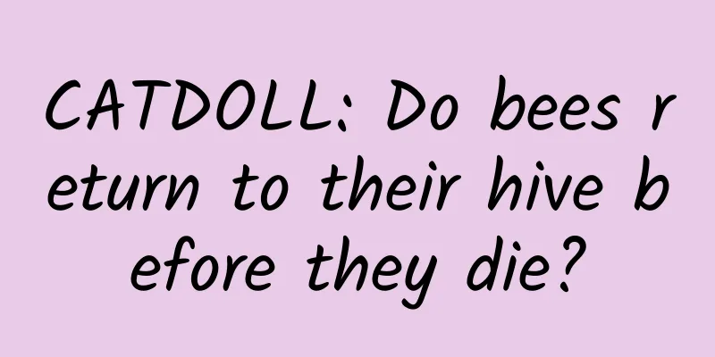 CATDOLL: Do bees return to their hive before they die?