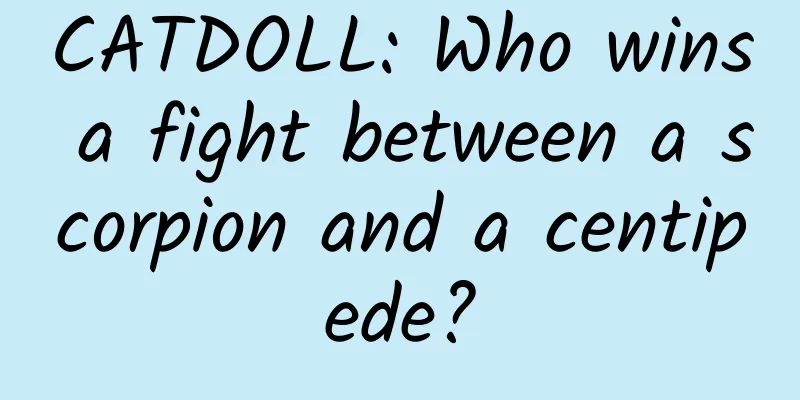 CATDOLL: Who wins a fight between a scorpion and a centipede?