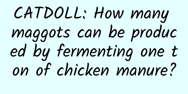 CATDOLL: How many maggots can be produced by fermenting one ton of chicken manure?