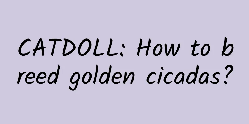CATDOLL: How to breed golden cicadas?