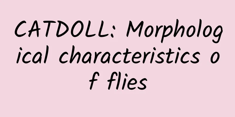 CATDOLL: Morphological characteristics of flies