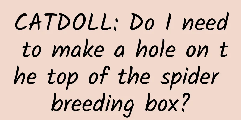 CATDOLL: Do I need to make a hole on the top of the spider breeding box?